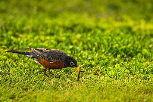 An American Robin  (Turdus migratorius) pulles an Earthworm (Lumbricus terrestris) from that ground. The early bird gets the worm.