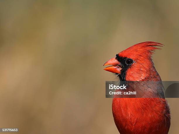Northern Cardinal Headshot Stock Photo - Download Image Now - Cardinal - Bird, Bird Feeder, 2015