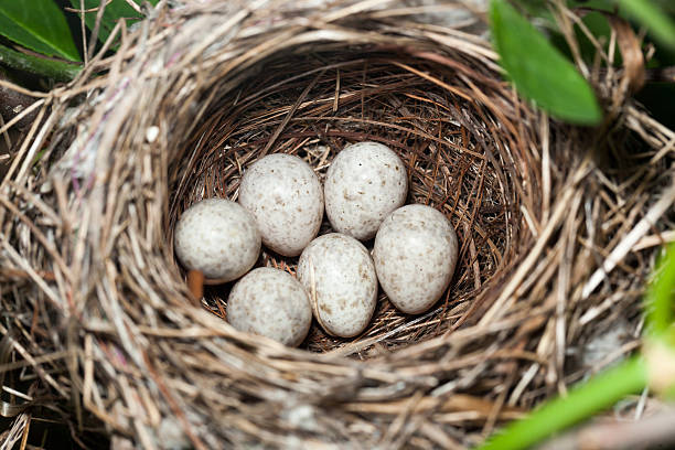 istock Nest of the Blyth's Reed Warbler (Acrocephalus dumetorum). 531721287
