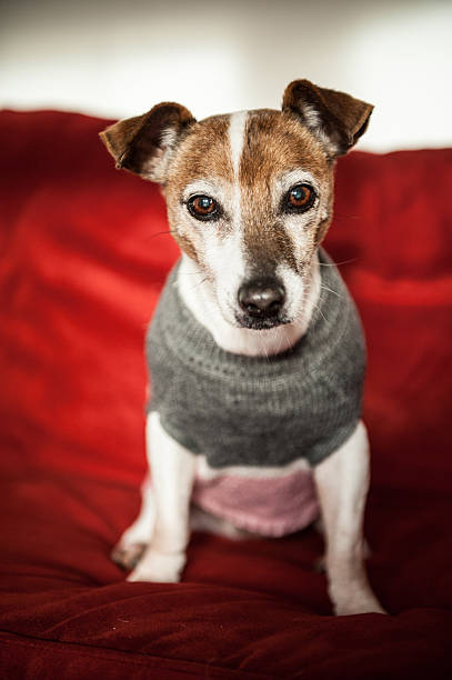 istock Cute dog wearing sweater 531722049