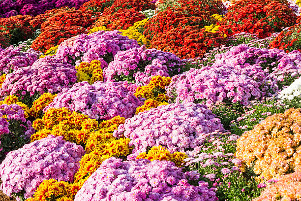 istock colorful flower in the garden 531722911