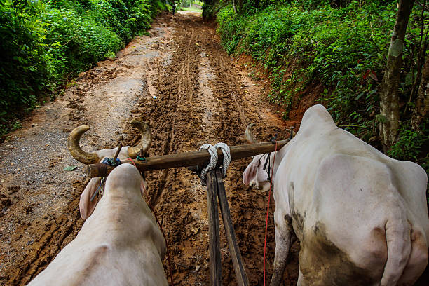 strada in terra battuta - ox cart foto e immagini stock