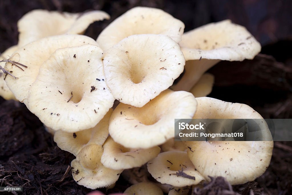 Close-up do Golden oyster cogumelos crescem em farm - Foto de stock de 2015 royalty-free