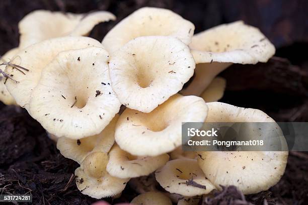 Foto de Closeup Do Golden Oyster Cogumelos Crescem Em Farm e mais fotos de stock de 2015