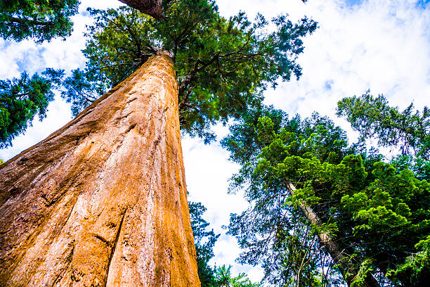 Sequoia national Park with old huge Sequoia trees like redwoods in beautiful landscape