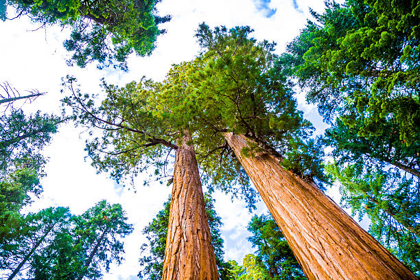 istock tall and big sequoias in beautiful sequoia national park 531725057