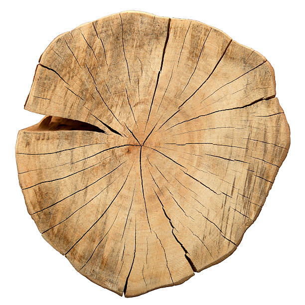 istock Top view of a tree stump isolated on white background 531725265
