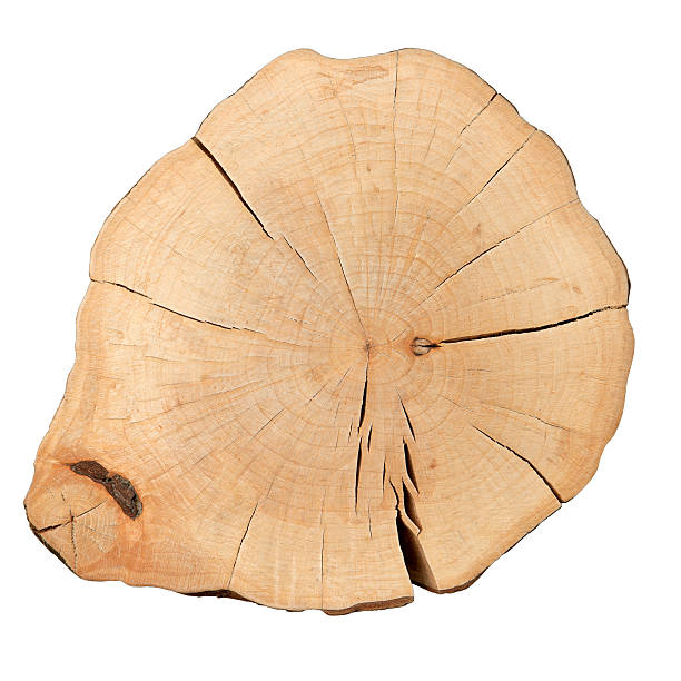 istock Top view of a tree stump isolated on white background 531725269