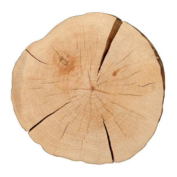 istock Top view of a tree stump isolated on white background 531725273