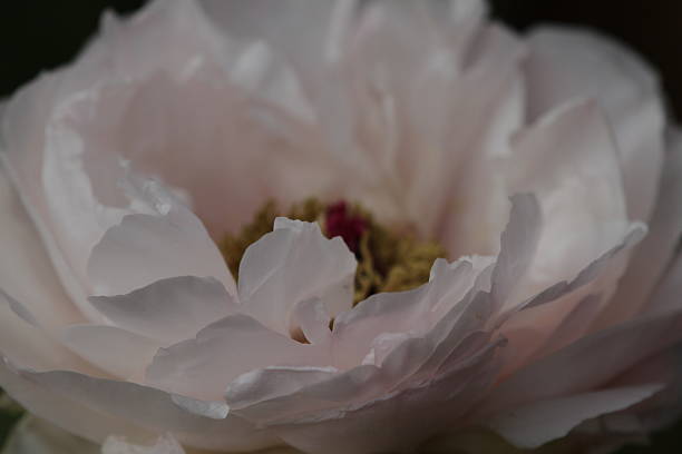 istock Winter Peony in Kamakura 531725451
