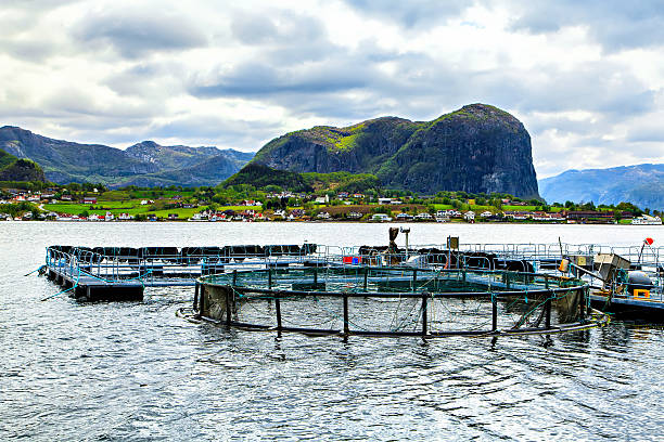 The traditional fish farm in the North Sea The traditional fish farm in Lysefjord, Norway ryfylke stock pictures, royalty-free photos & images