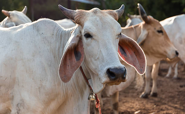 istock close up cow in the farm 531725615