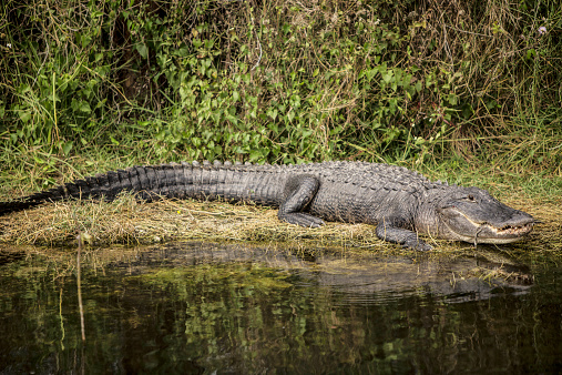 An alligator on shore resting in the Everglades