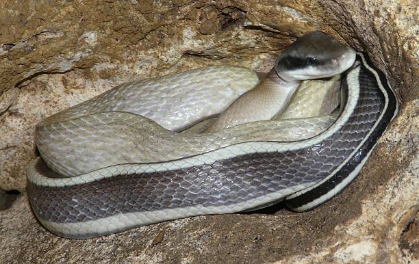 istock Cave Racer snake in Borneo 531725791