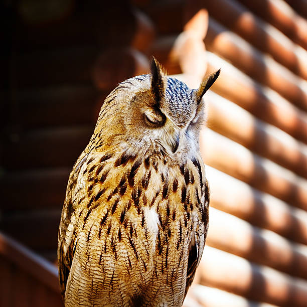 istock Dreaming owl close up portrait 531725953