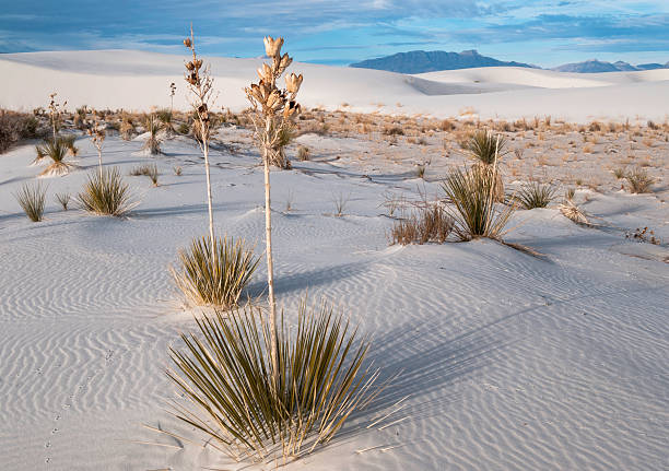 white sands national monument - desert new mexico sand white sands national monument stock-fotos und bilder