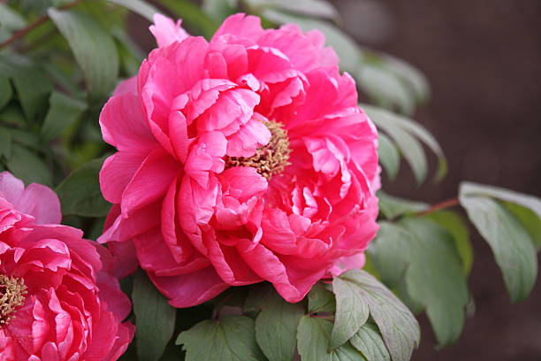istock Winter Peony in Kamakura 531727373