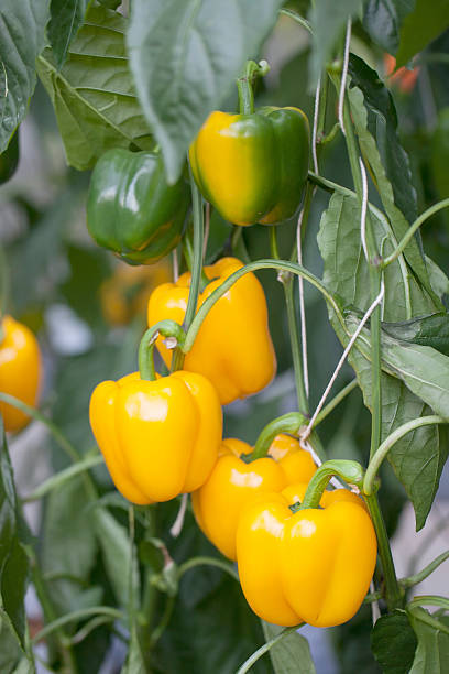 istock Sweet pepper in greenhouse. 531727509