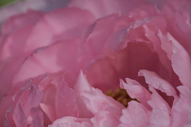 istock Winter Peony in Kamakura 531727523