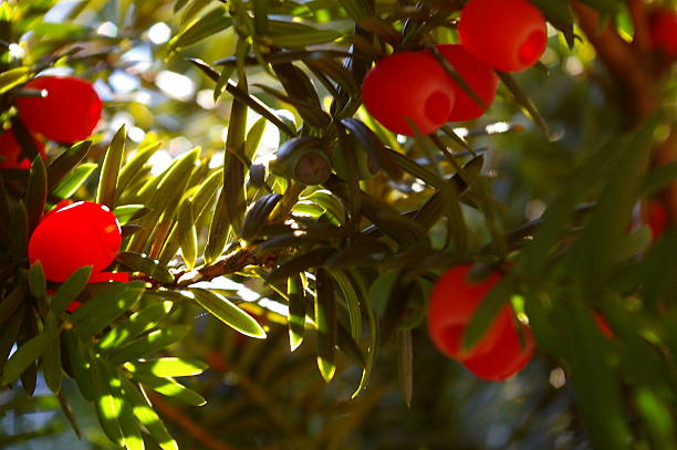 istock Sun Lit Red Yew Berries against Green Needles 531727903