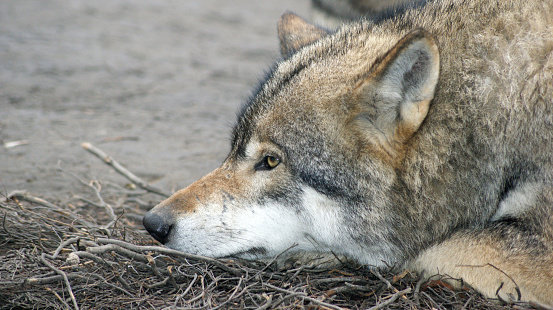 SONY DSCNames: Eurasian wolf, European grey wolf,  Common wolf, Middle Russian forest wolf