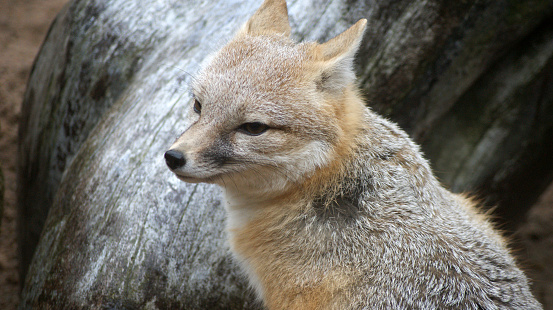 Name: Swift fox 
