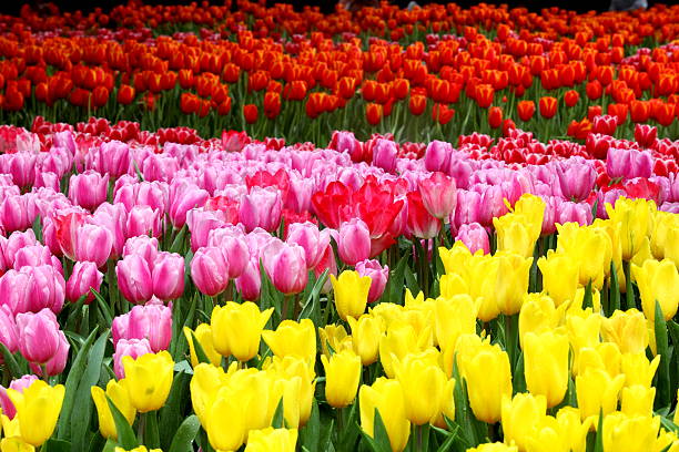 istock Fresh colorful tulips 531734401