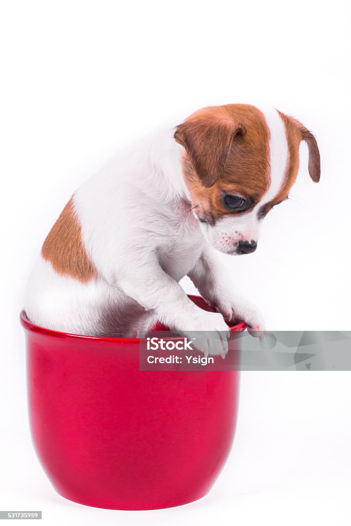cute chihuahua puppy looking down sitting in a red pot cute chihuahua puppy looking down sitting in a red pot in front of a white background 2015 Stock Photo
