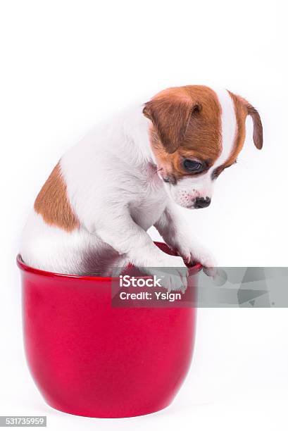 Cute Chihuahua Puppy Looking Down Sitting In A Red Pot Stock Photo - Download Image Now