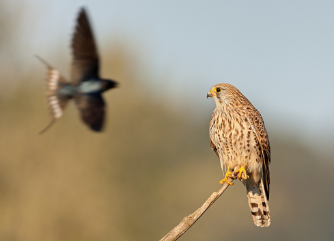 A barn swallow (Hirundo rustica) is flying in front of a female kestrel falcon. Focus on the falcon.