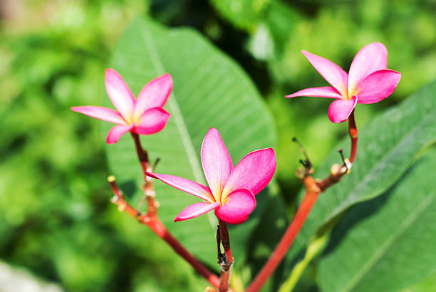 istock Frangipan Pink flower in sun ligh 531737029