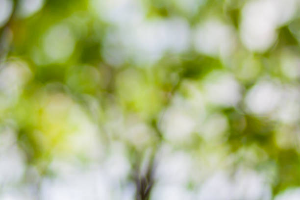istock Natural green bokeh abstract background 531737337
