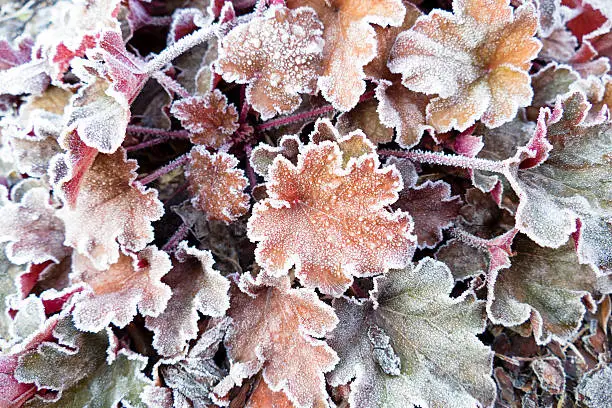 Close-up of frosted  multicolored leaves of heuchera, a perennial plant in the family of Saxifragaceae.