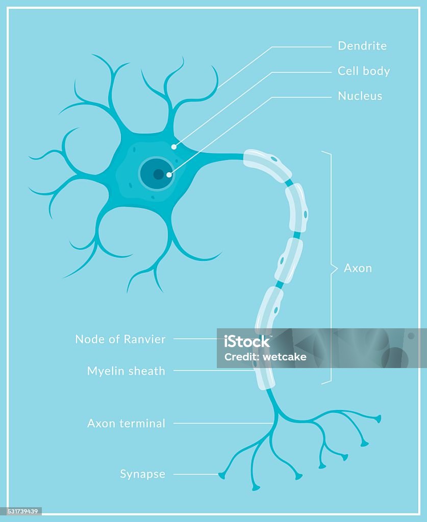 Neuron A diagram of a typical human brain cell (neuron) with different parts labelled. This is an editable EPS 10 vector illustration with CMYK color space. Nerve Cell stock vector