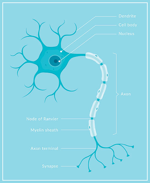 Neuron A diagram of a typical human brain cell (neuron) with different parts labelled. This is an editable EPS 10 vector illustration with CMYK color space. neural axon stock illustrations