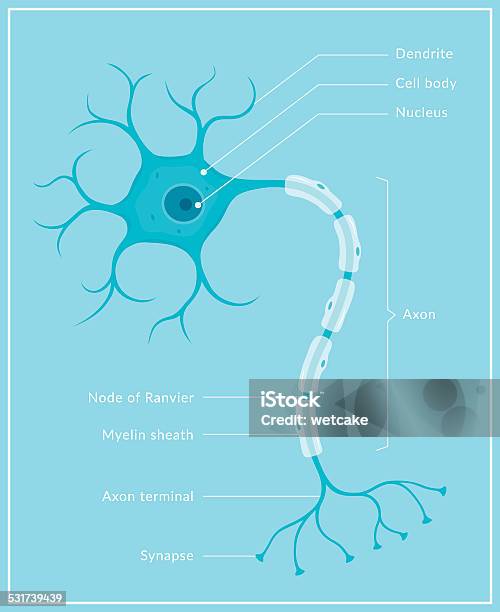 Neuron Stock Illustration - Download Image Now - Nerve Cell, Vector, Human Nervous System