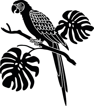 A vector illustration of a South American macaw parrot in black and white perched on a philodendron branch.