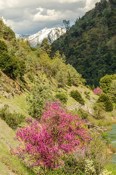 100+ Fiume Trinity California Foto stock, immagini e fotografie royalty