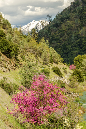 Western redbuds blooming along the Trinity River, California.