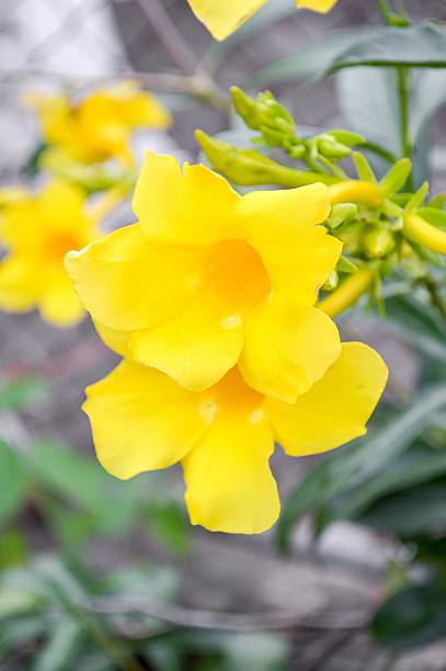 istock Yellow allamanda flower 531740615