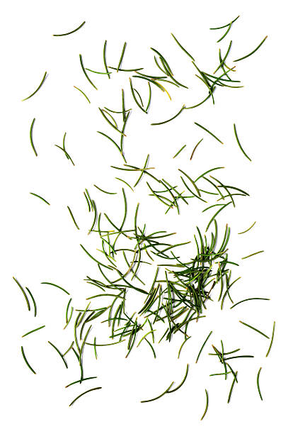 ファーニードルズ - fir tree coniferous tree needle tree ストックフォトと画像
