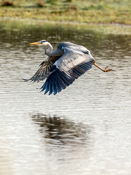 istock Grey Heron, wings extended in flight, skimming across open water 531755447