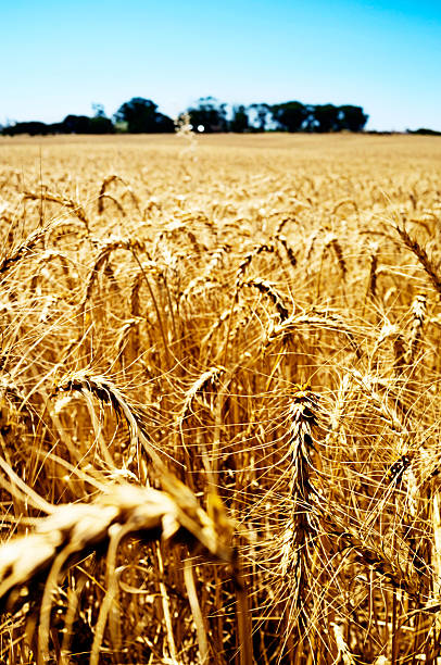 istock Looking across ripe wheatfield towards trees. 531755831