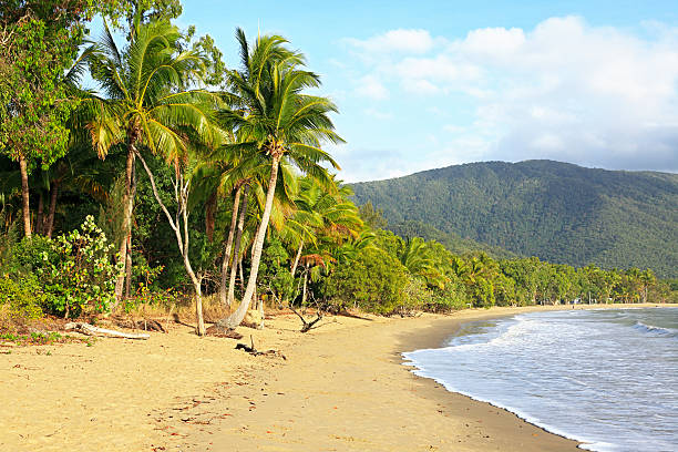 Tropical beach in summer with palm trees and ocean – where the rainforest meets the ocean.  The beach is almost deserted except for unrecognisable people walking and exercising in the distance.  The tide is on the turn and early morning humidity has formed mist and clouds above the nearby hills.  Horizontal, copy space.