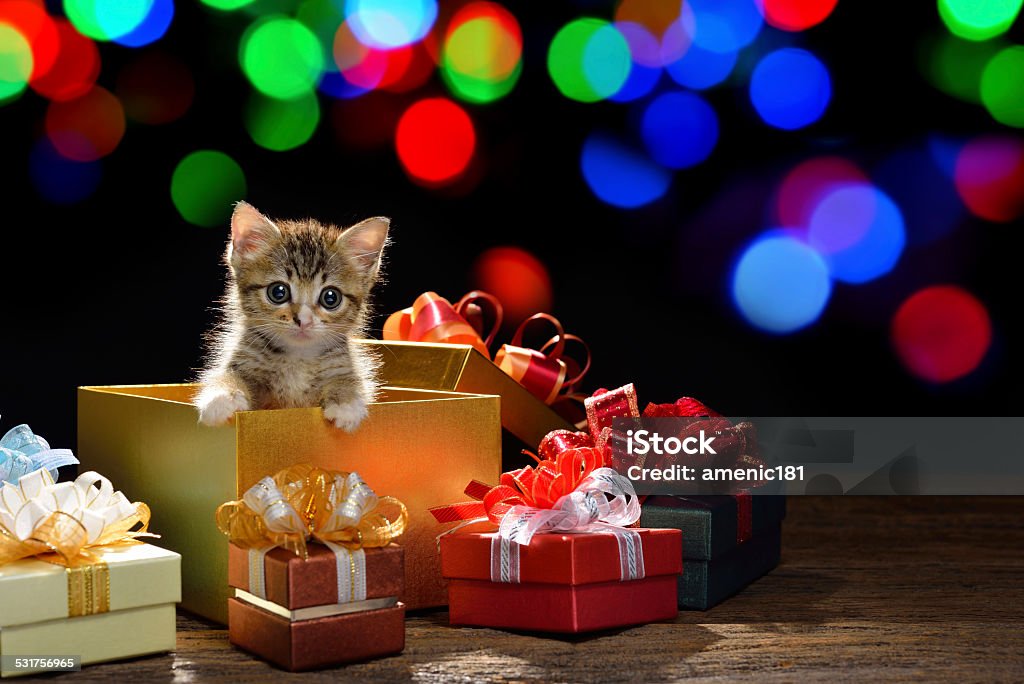 Funny kitten Funny kitten coming out of a gift box with bokeh background of Christmas lights Domestic Cat Stock Photo