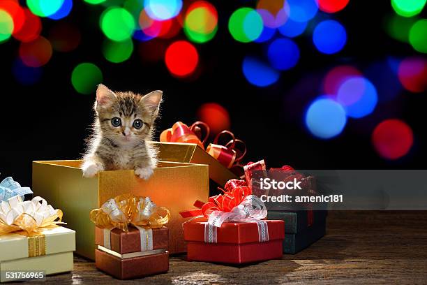 Funny Kitten Stock Photo - Download Image Now - Domestic Cat, Christmas, Christmas Present