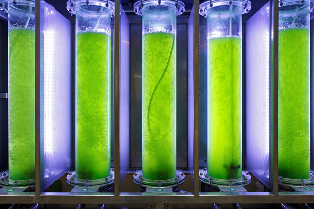 istock Photobioreactor in lab algae fuel biofuel industry. 531757339