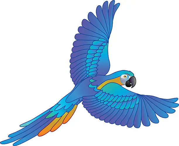 Vector illustration of South American rainforest blue and gold macaw flying parrot