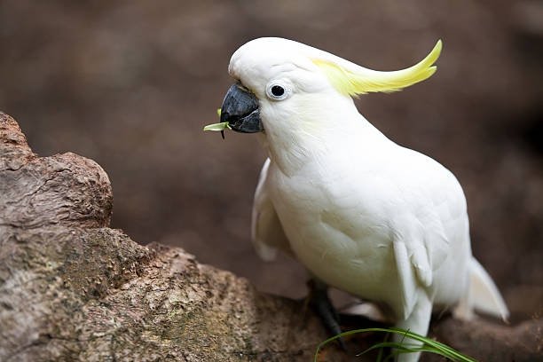istock Sulphur Crested Cockatoo 531759457