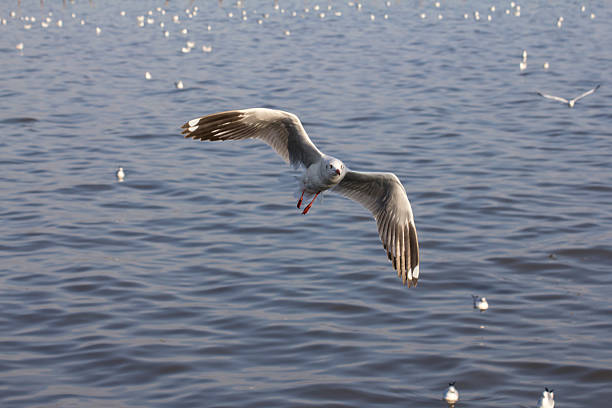 istock Seagull flittering over the blue sea 531759719